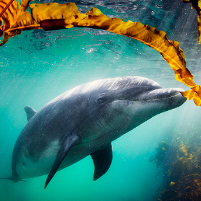 Dolphin in water.