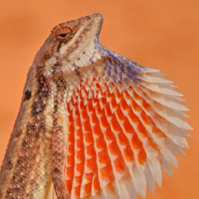 Lizard in orange environment.