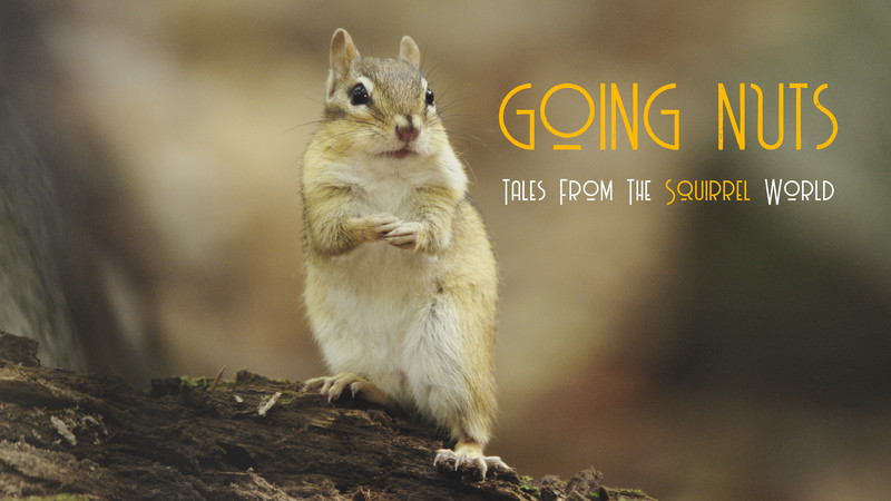 Going Nuts - Tales from the Squirrel World • International Wildlife