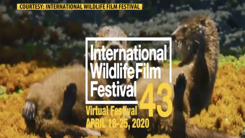 International Wildlife Film Festival goes digital • International ...