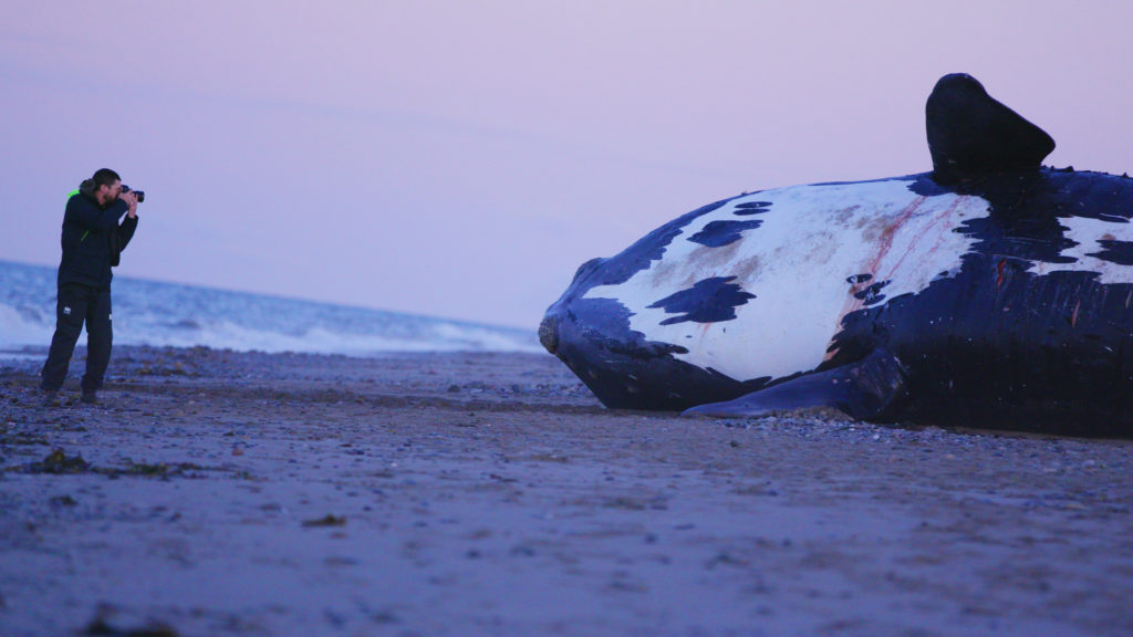 Photo 3 LOTRW_01_dead_whale_on_beach_with_photographer