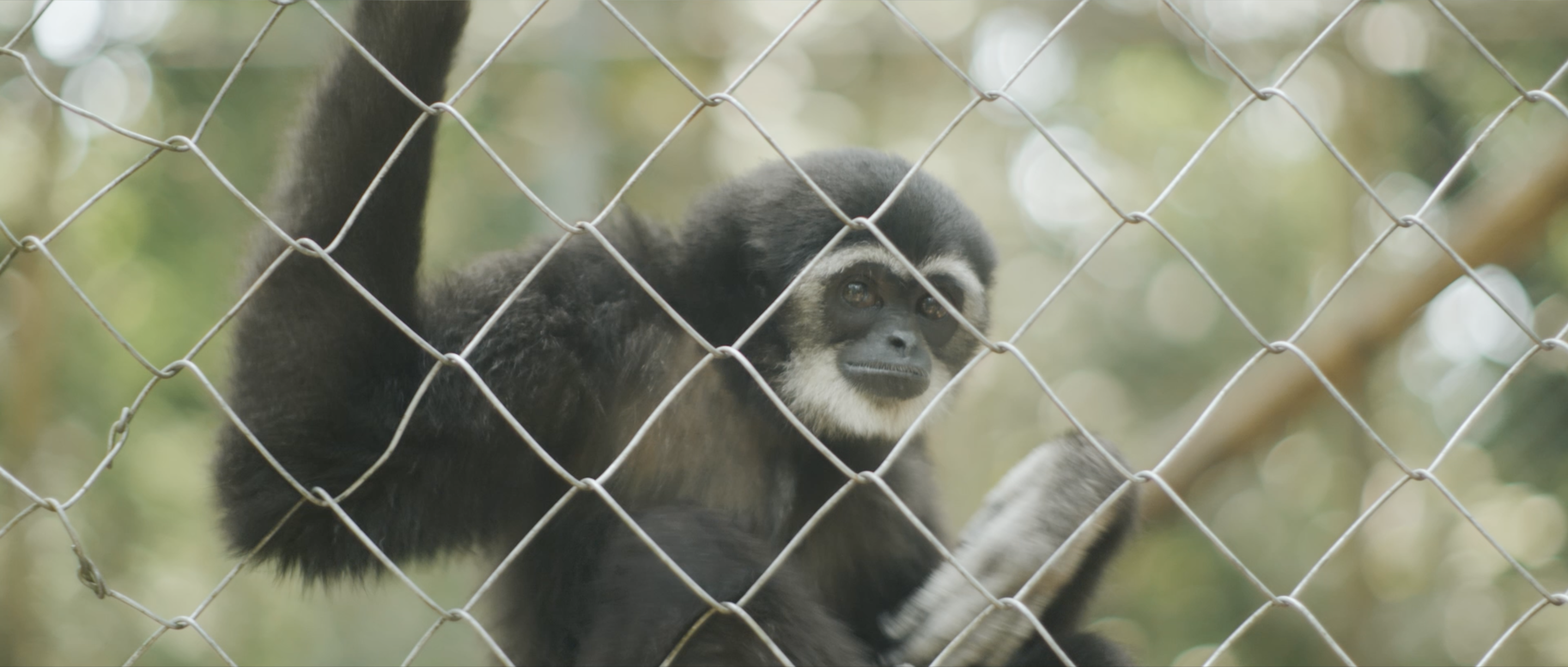Finding Solo Gibbon Rehab