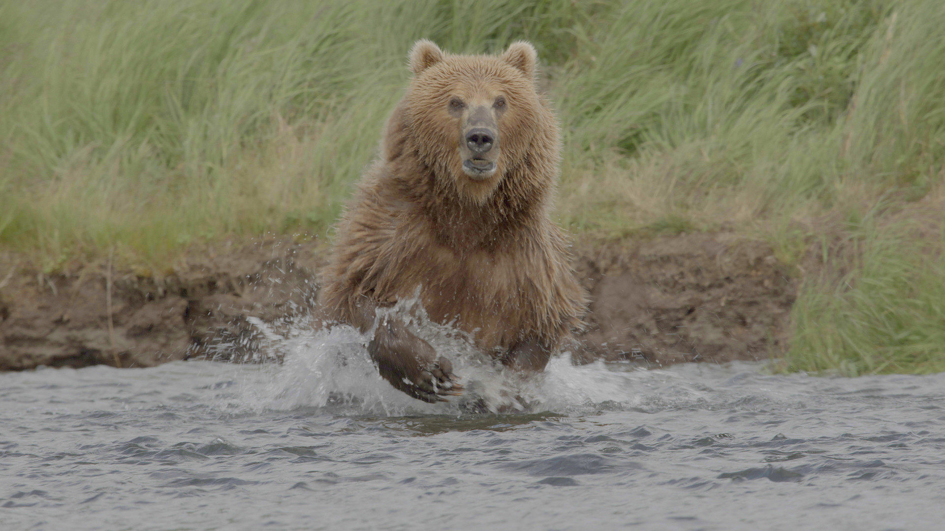 Giant Bears of Alaska Photo 1 Kodiak_Bear_3_Kodiak_Island_Alaska_Copyright_Casey_Anderson_Prospect_TV