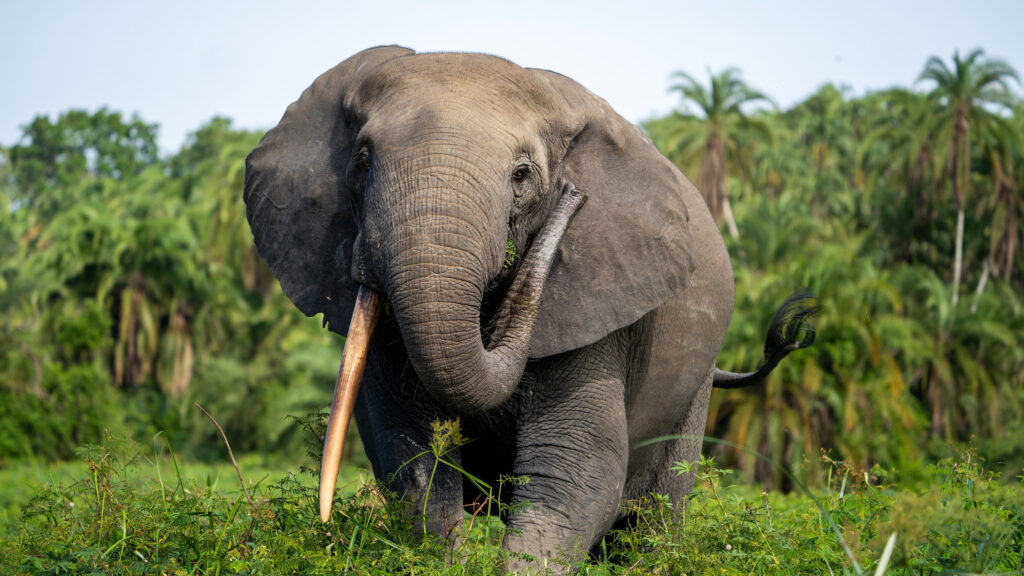 National Geographic Uncovers a Ton of Secrets of the Elephants - D23