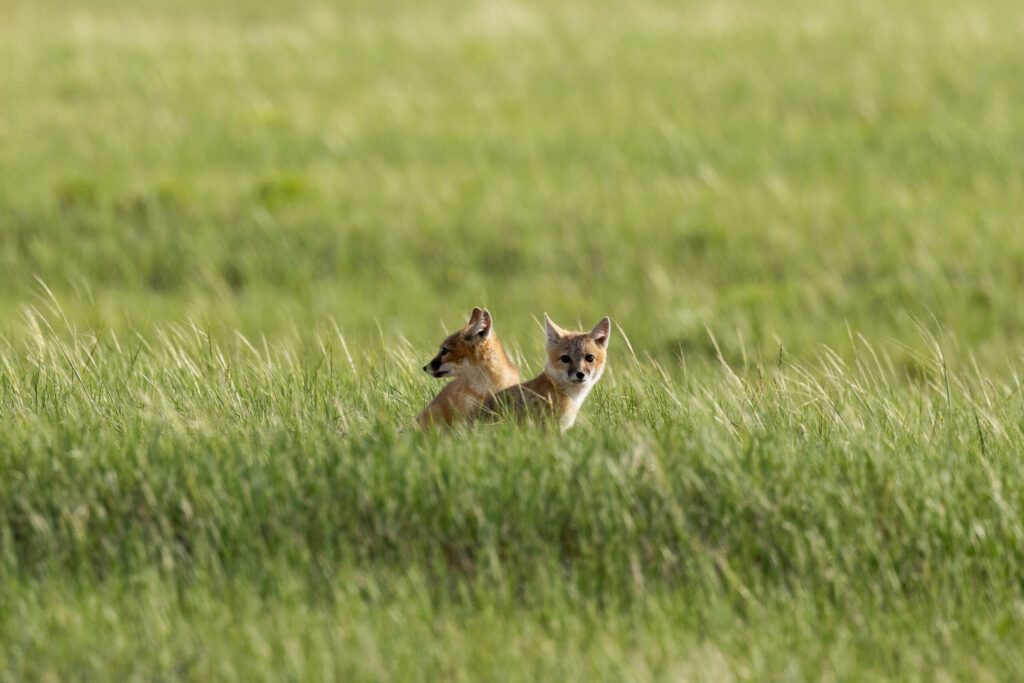 Two young foxes in grass