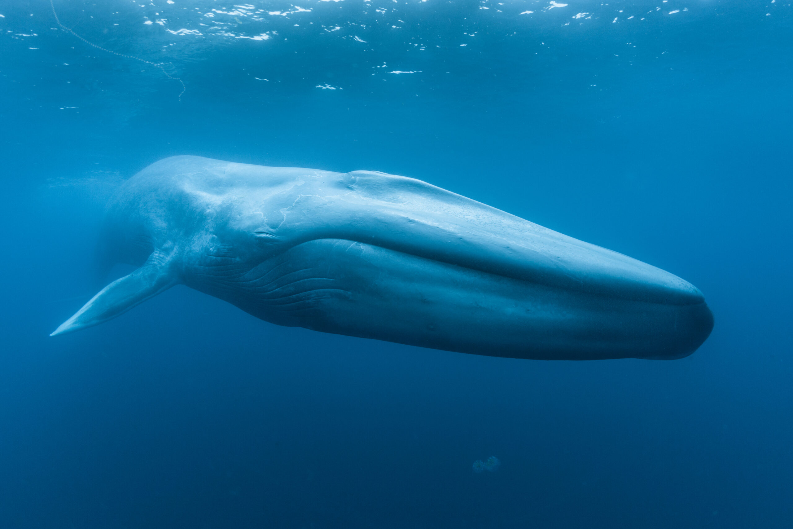 Blue whale swimming in water.