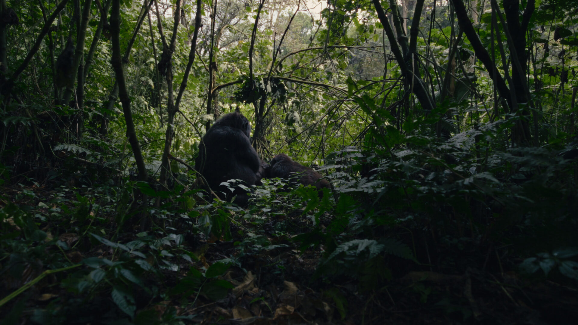 Two great apes sit in forest