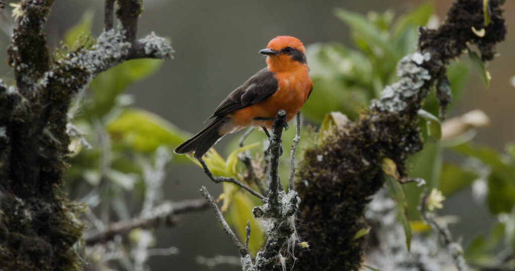 Orange bird on tree branch