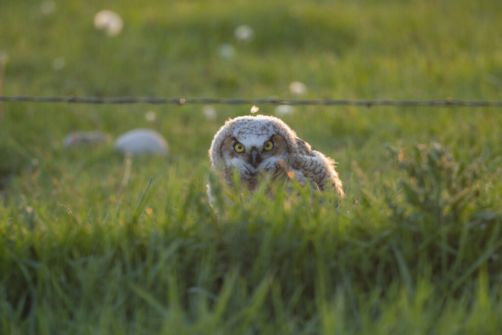 Owl sits in grass under a wire