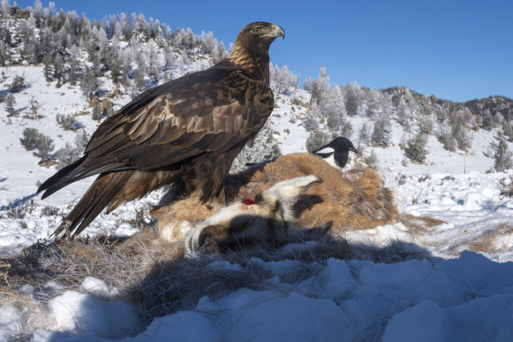 Golden eagle feeding on the carcass on sage hillside 