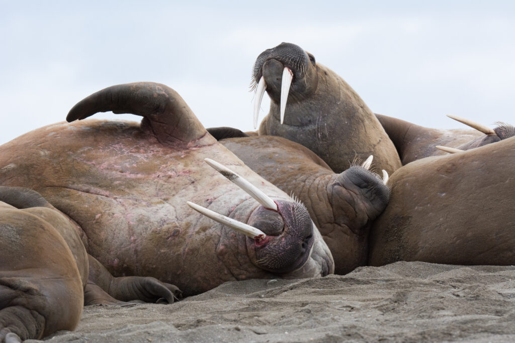 Walruses laying on beach and each other