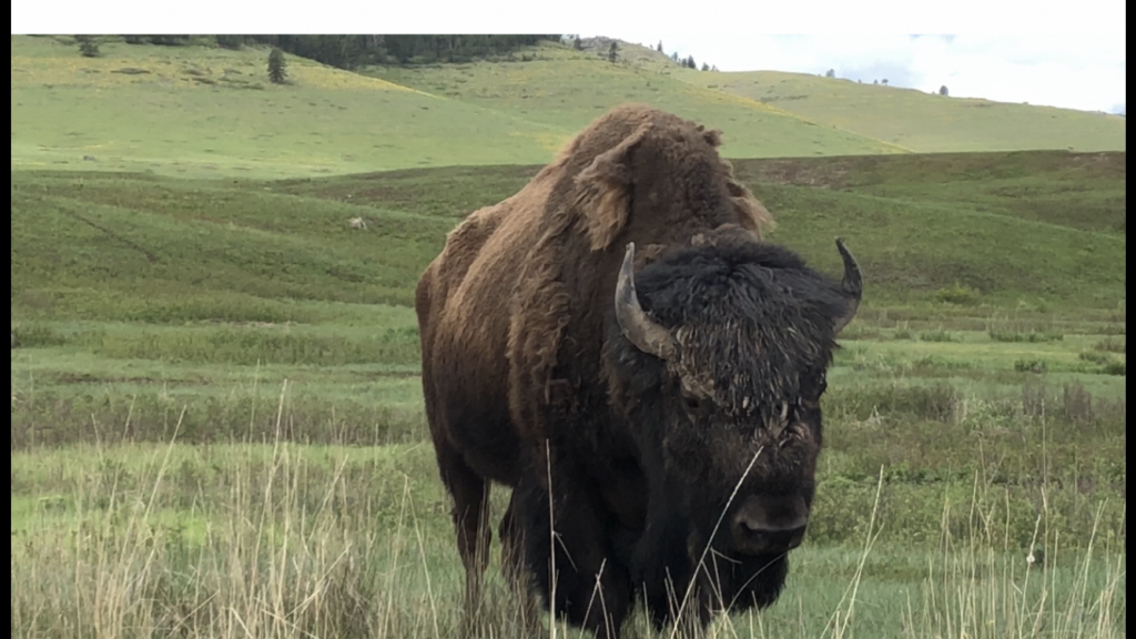 Bison in grassy landscape