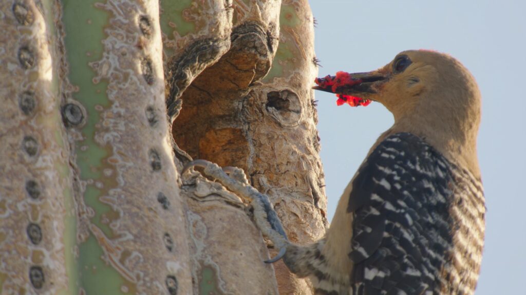 Bird holds something red in beak to feed young inside hole of cactus
