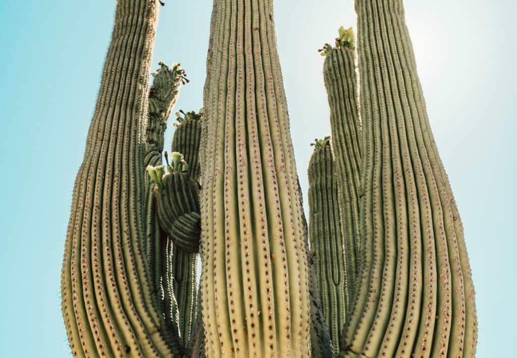 Cactus in sun