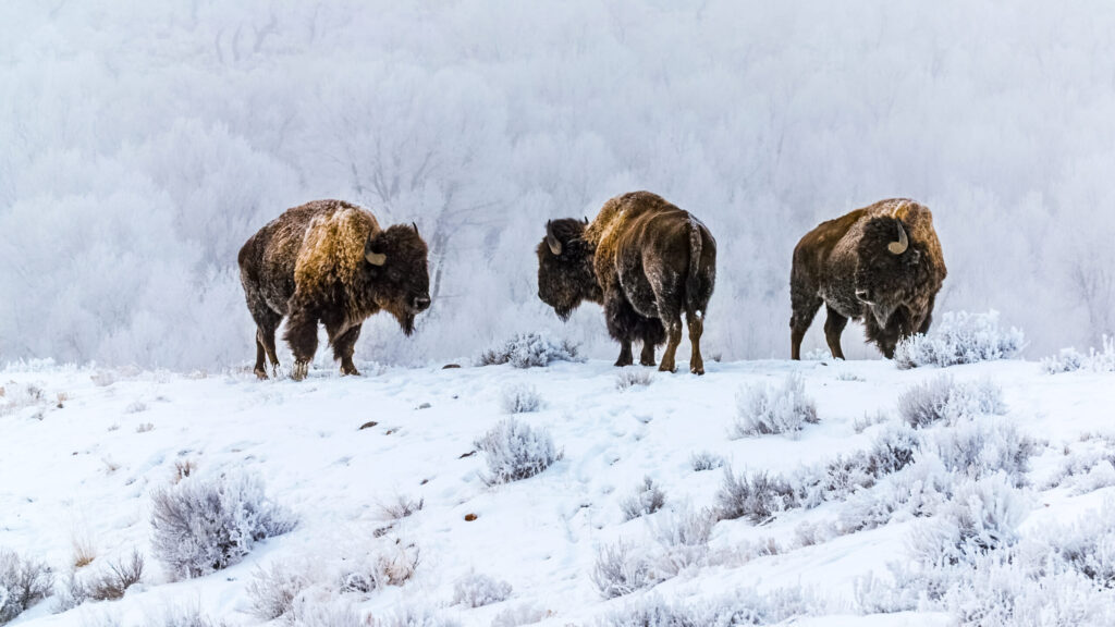 Three buffalo stand on snowy ground.