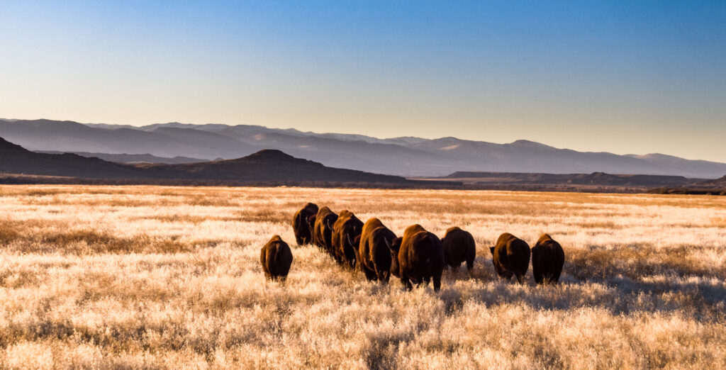 Herd of buffalo move through prairie with mountain in distance