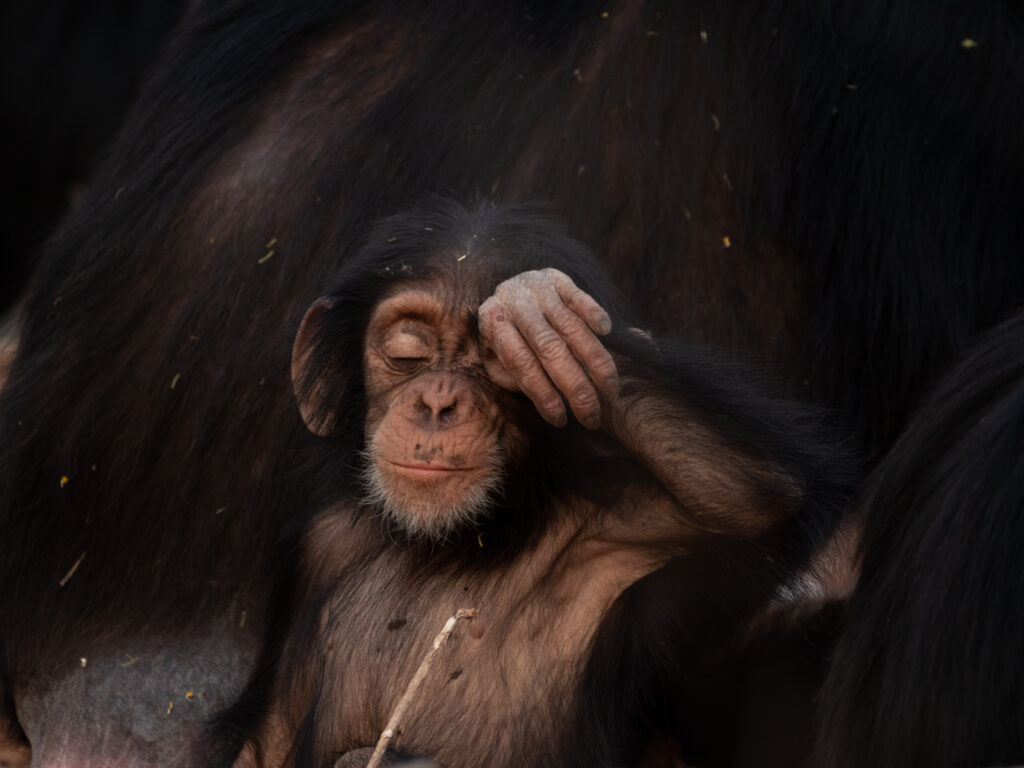 Baby chimpanzee