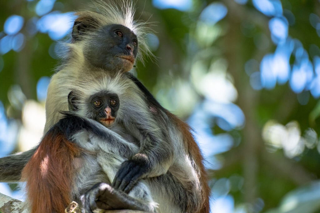 Two monkeys sit in tree