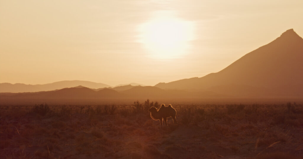 Camel stands in landscape with sun above