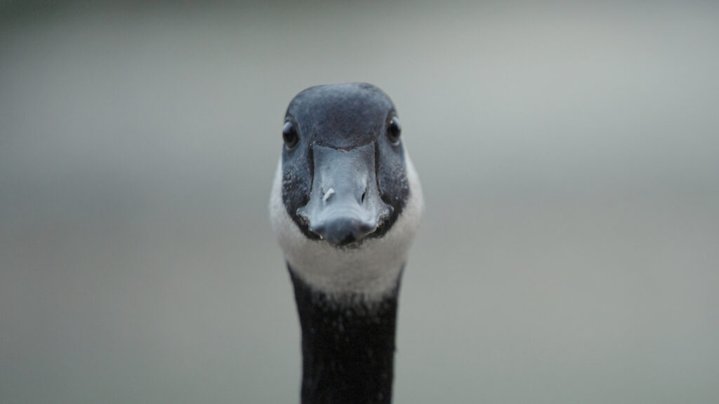 Goose looks at camera
