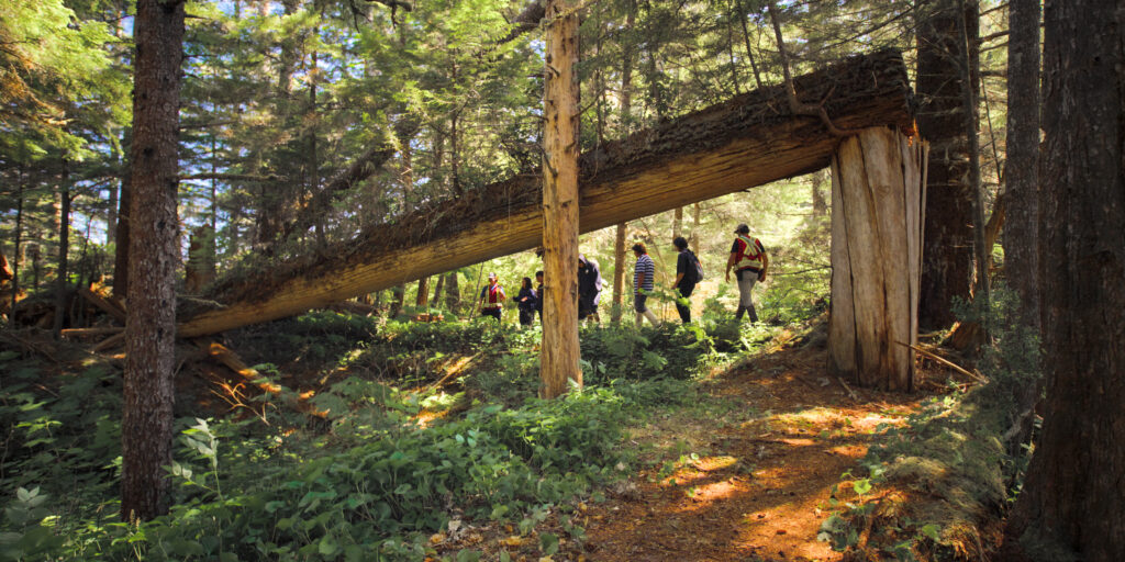 People hiking in forest by fallen tree