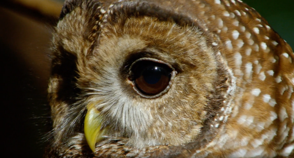 Northern Spotted Owl Close-up