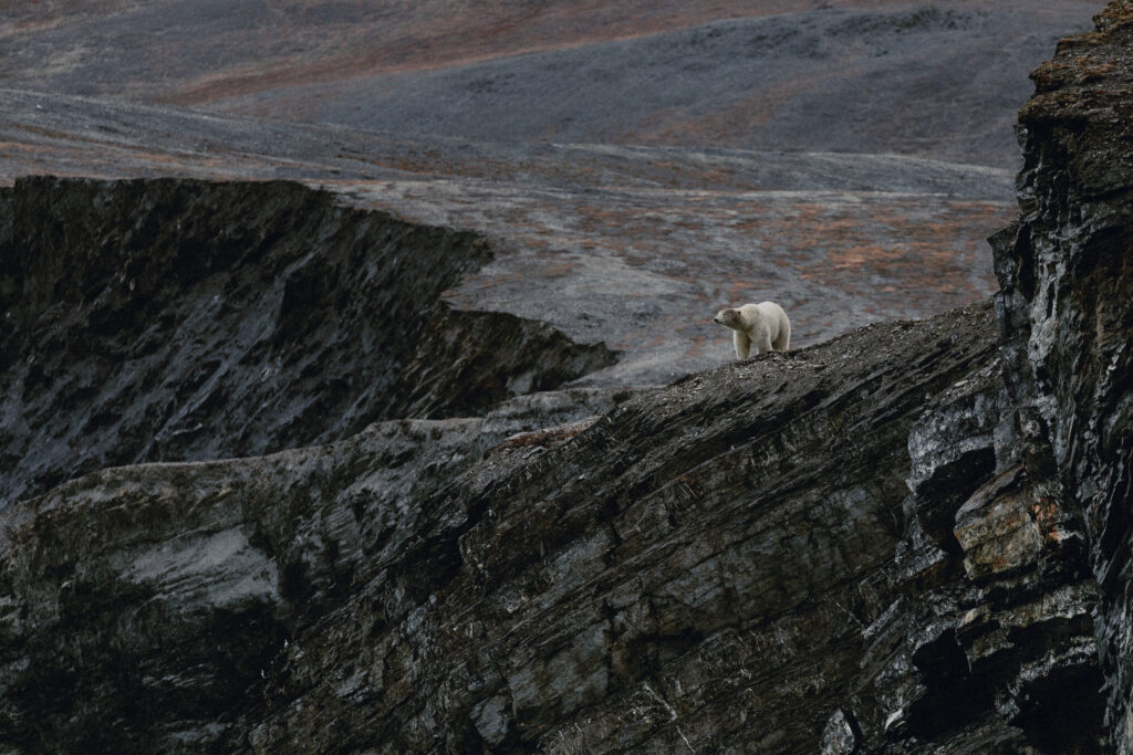 Polar bear stands on rocky mountain 