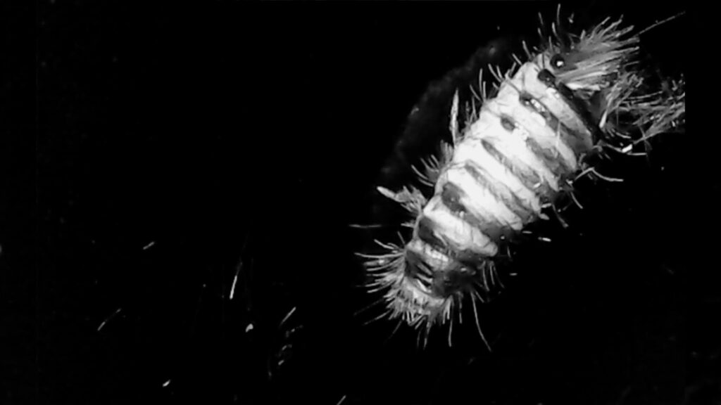 Black and white image of bug