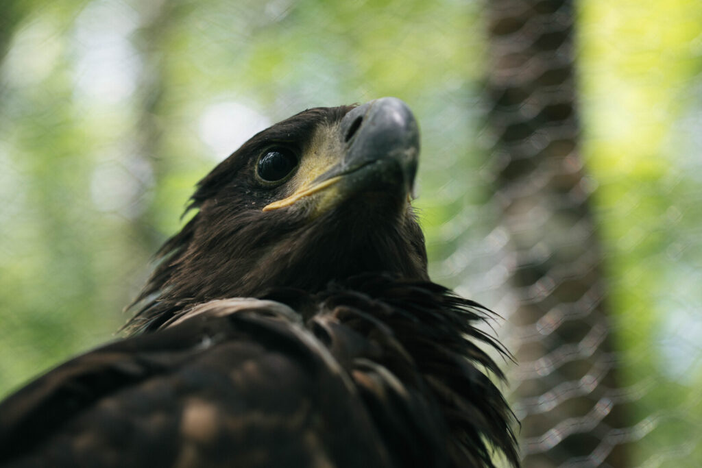 Eagle looks up in forest