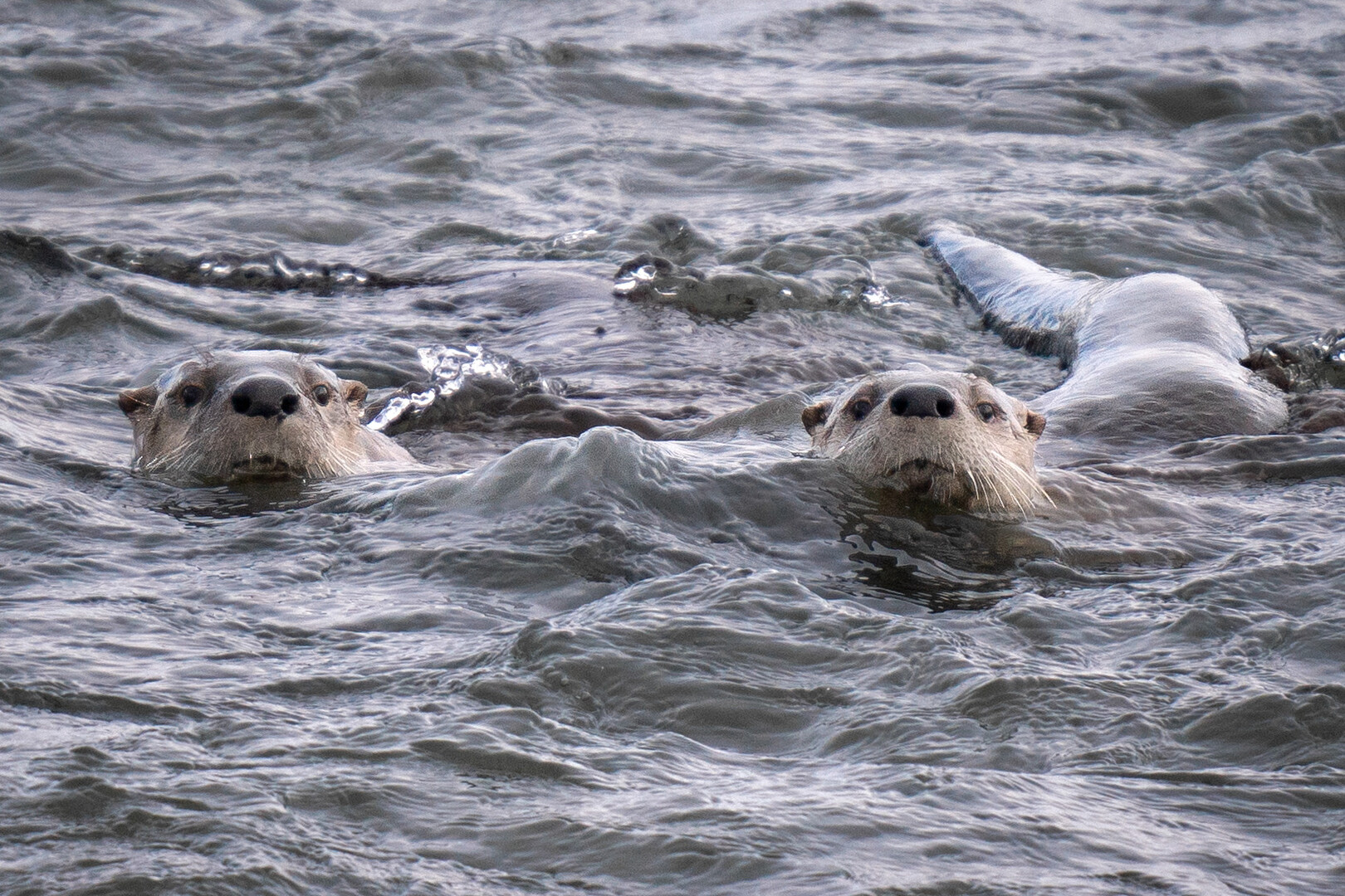 Otters swimming