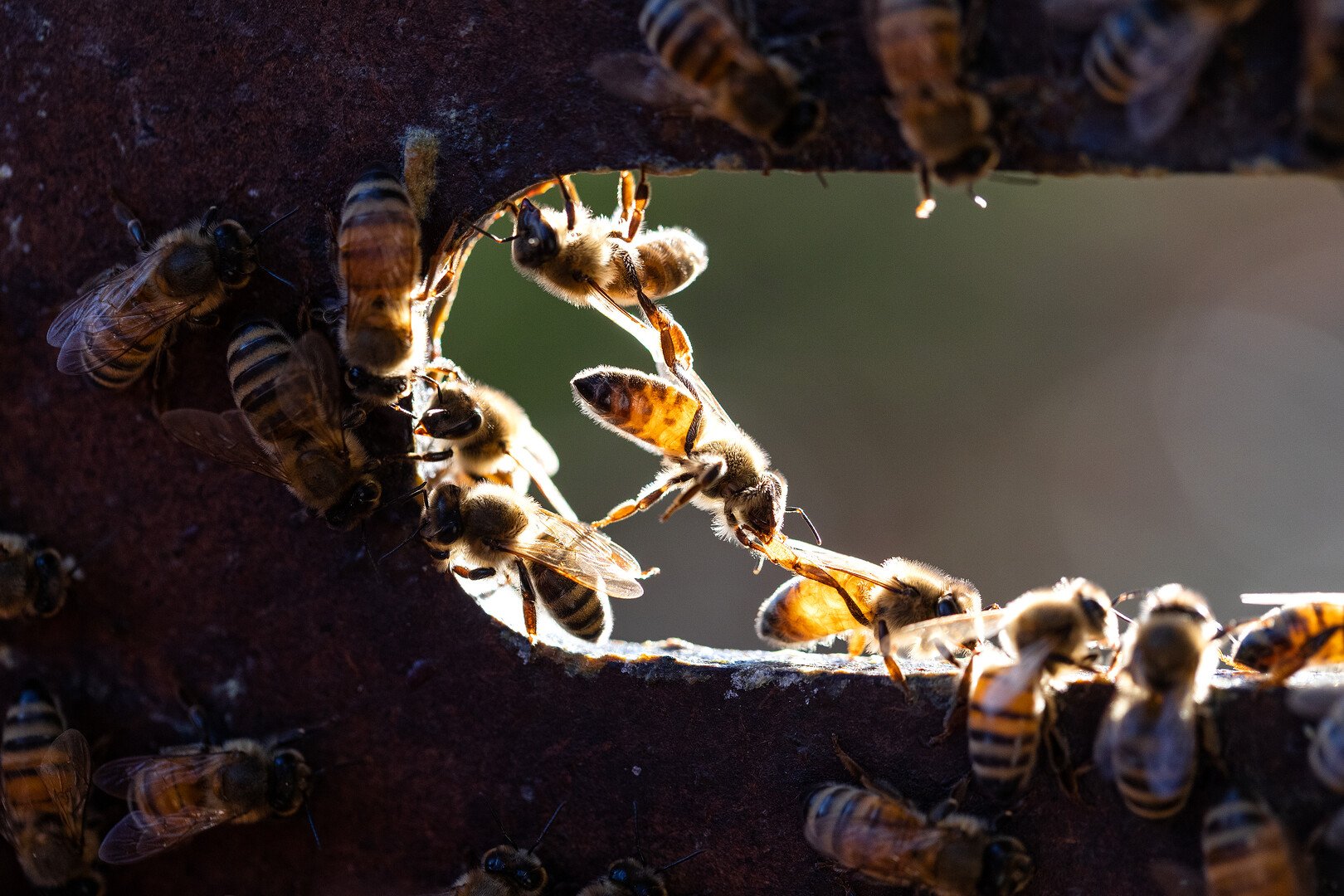 Group of bees in small oval