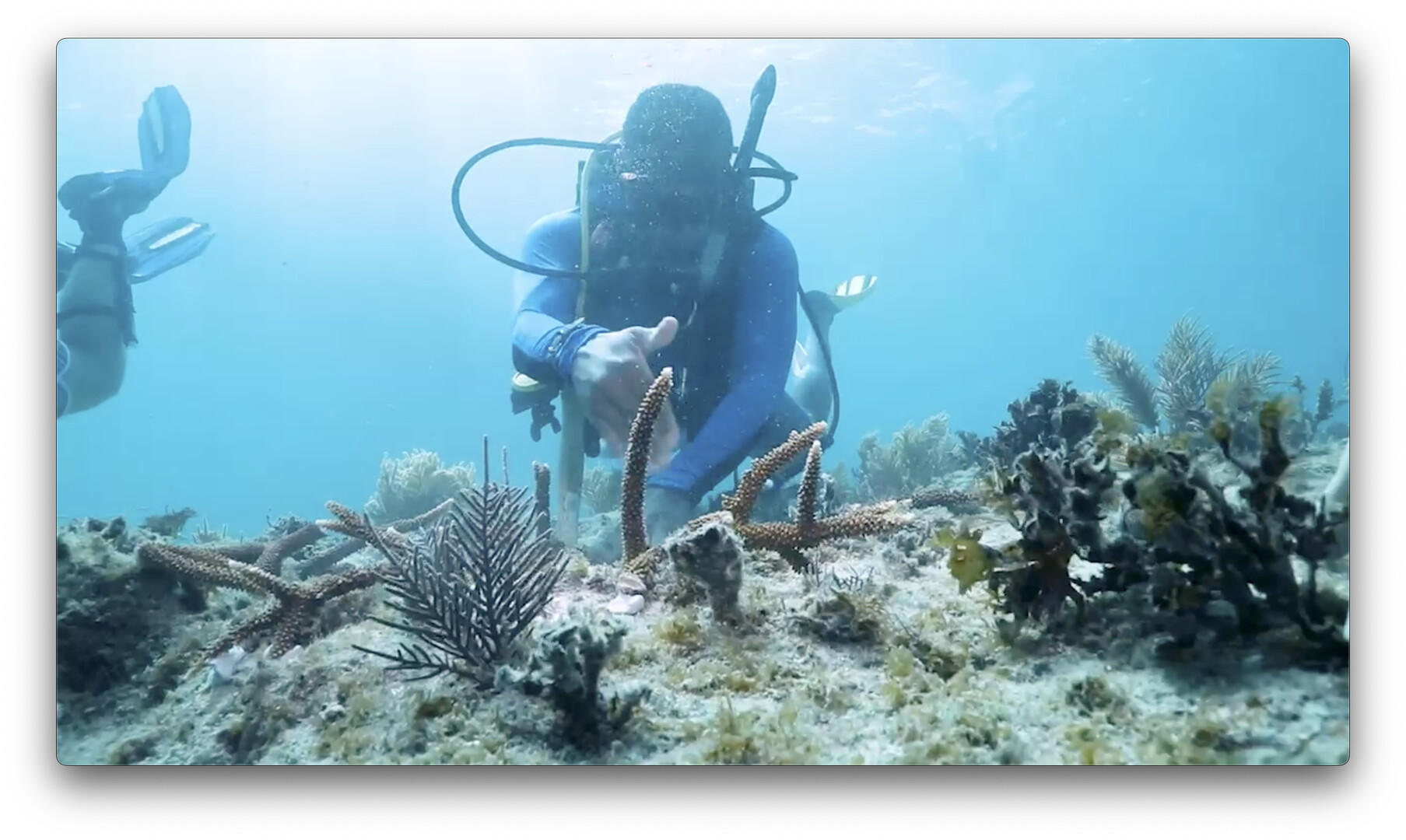 Person diving with coral