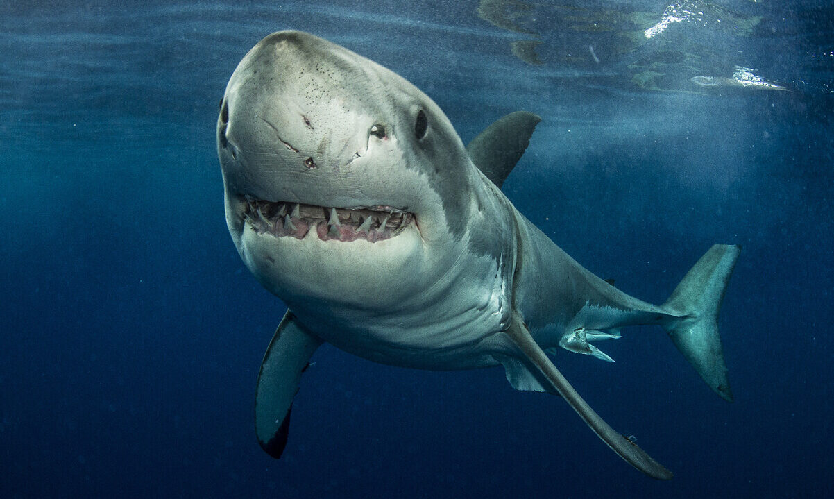 Shark swimming towards camera