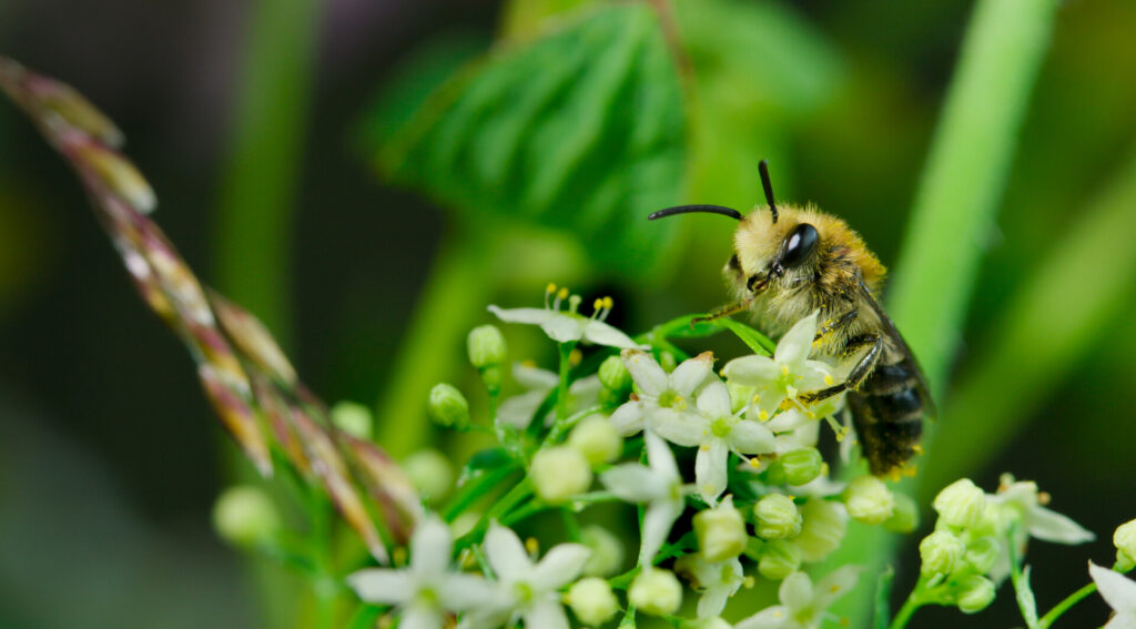 Bee sits on green plant
