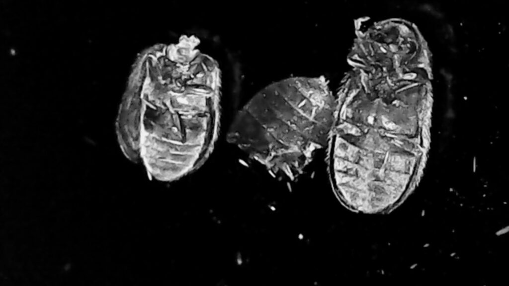 Black and white image of three bugs