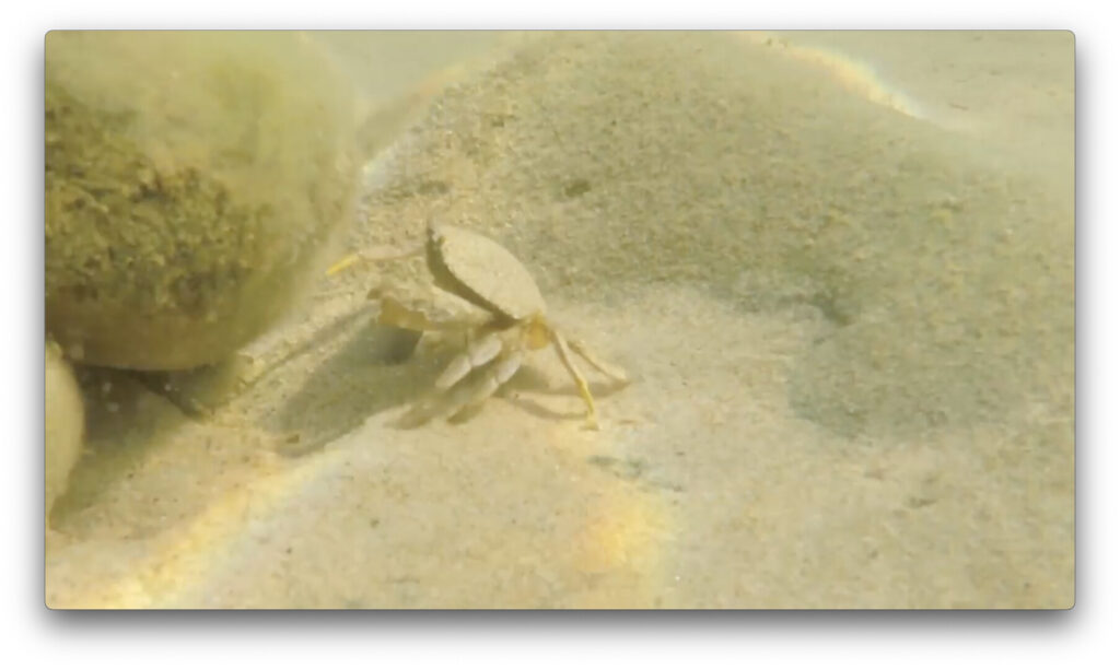 Crab in sand