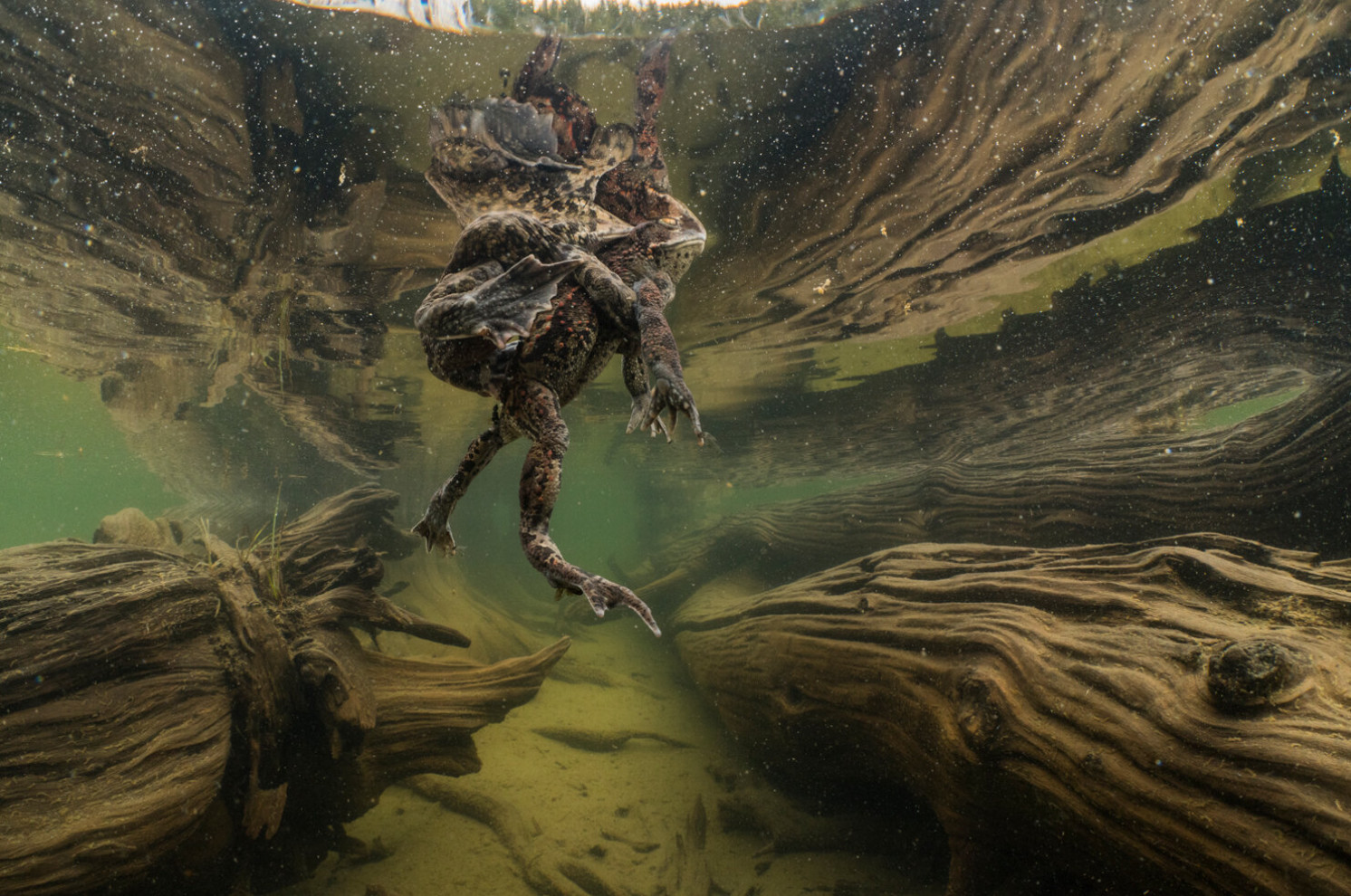 Toads underwater