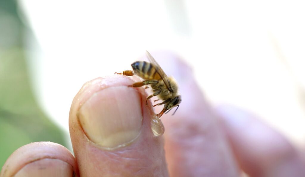Bee on person's fingers