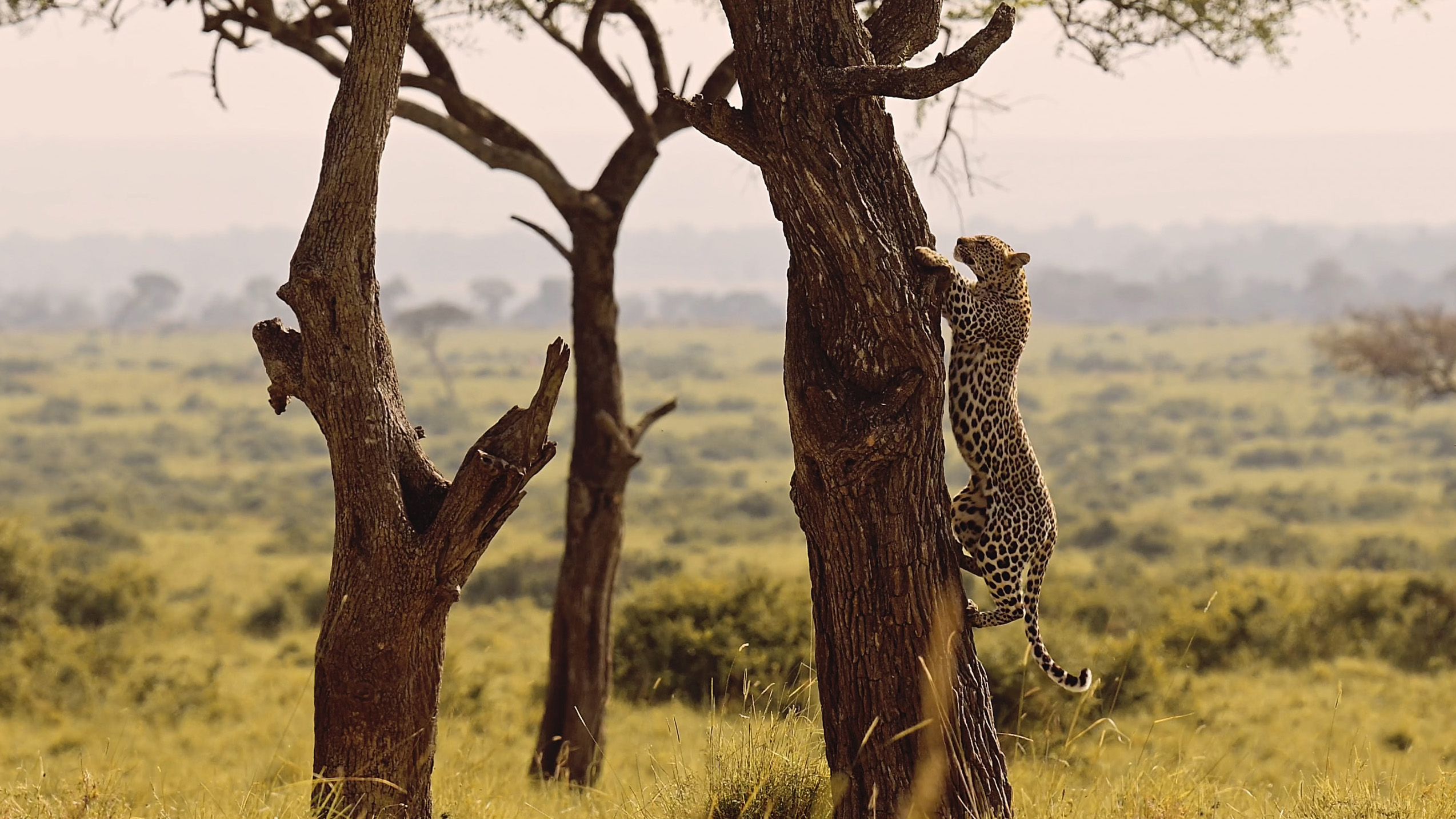 Leopard climbing a tree in a grassland environment