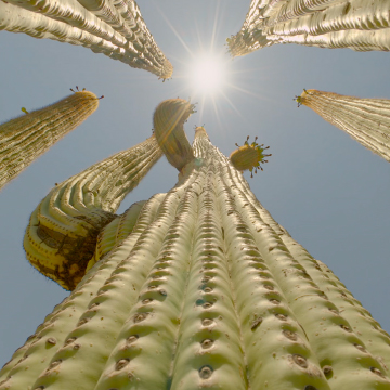 Looking up at cactus and sun