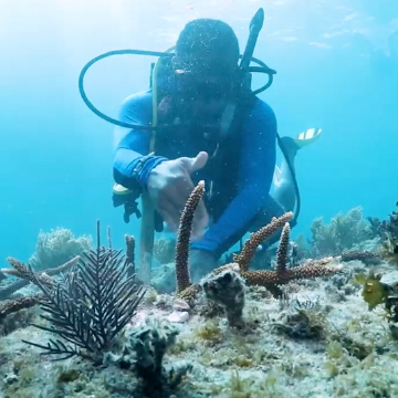 Person diving with coral