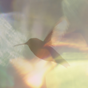 Bird in multicolored light image