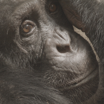 Close up of chimpanzee's face