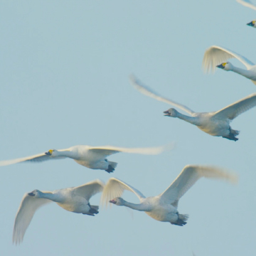 Group of swans flying