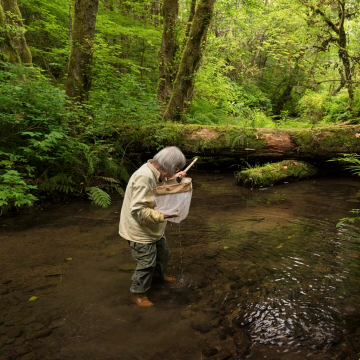 Person standing in creek in forest