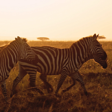 Zebras walking in grassland