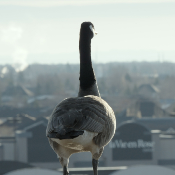 Goose looking out over city