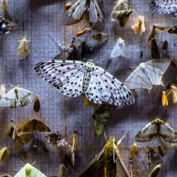 A bunch of moths and butterflies