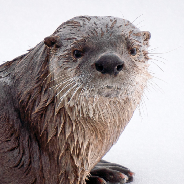 Wet otter looks at camera