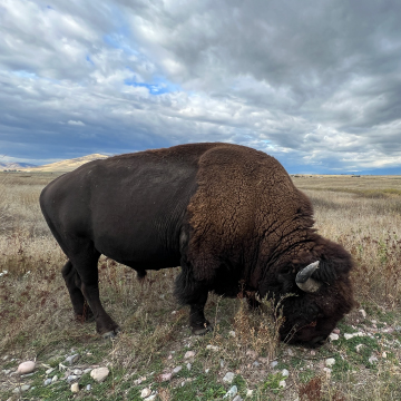 Buffalo stands in field